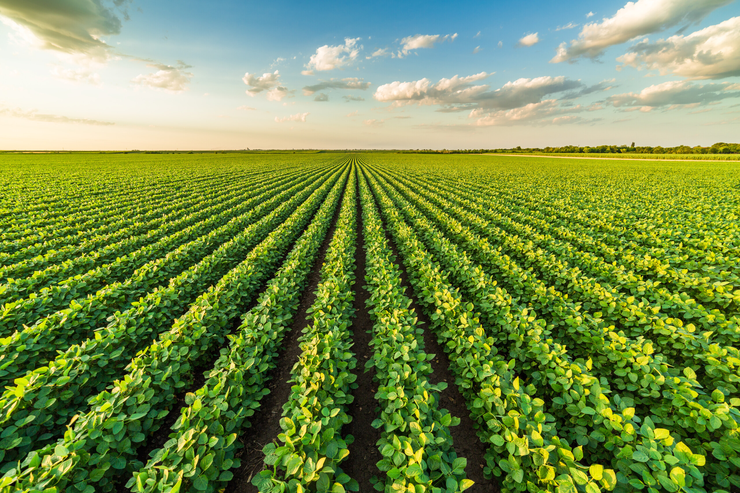 James Cordier Soybean Futures