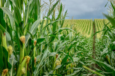 James Cordier Corn Futures